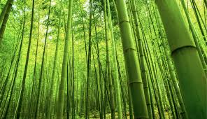 INDIA INTERNATIONAL BAMBOO EXPO